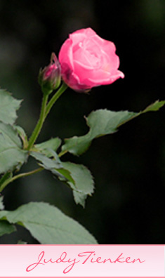 Judy Tienken, Psychic, Testimonials, Medium, Channeling, Clairvoyant, Psychic Investigation, Soul Retrieval